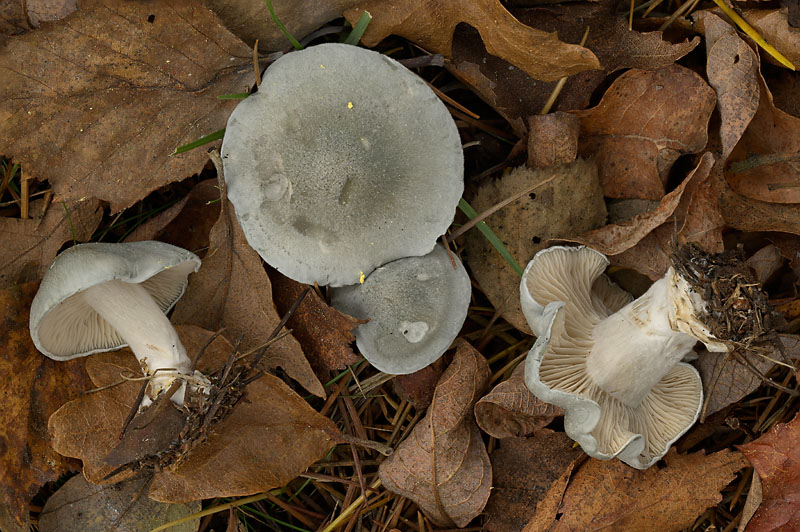 Clitocybe odora